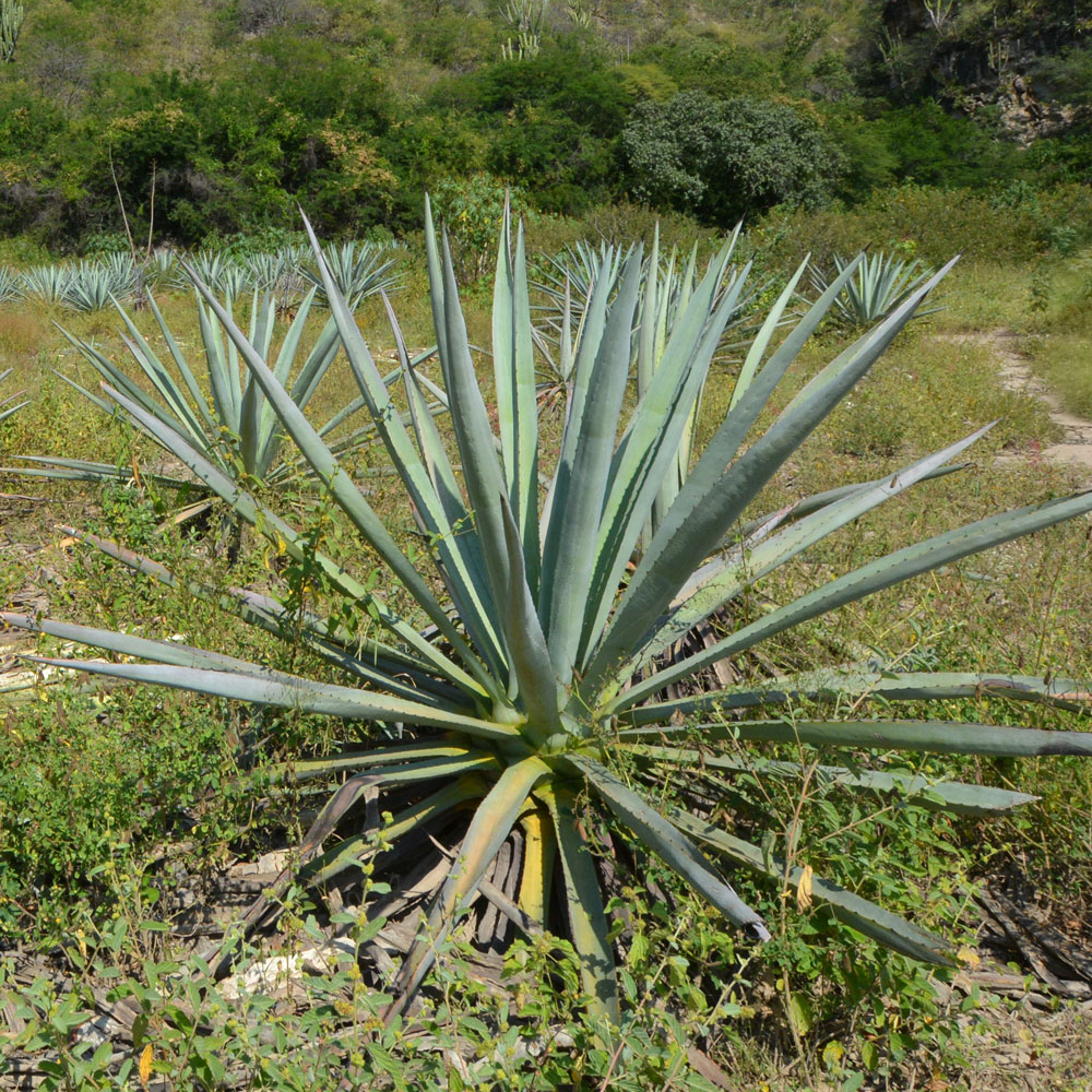 tequila agave 100 Tequila 100 Veces Reposado – 100 Veces Tequila