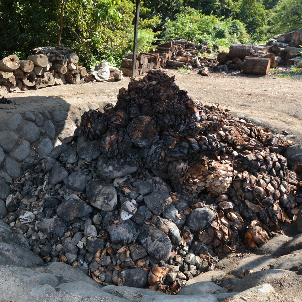 A large, steaming pile of dark, roasted agave hearts (piñas) and hot stones sits in a shallow, circular earthen pit lined with rocks. Smoke or steam rises from the pile, indicating recent cooking. In the background, stacks of firewood and lush green vegetation are visible.