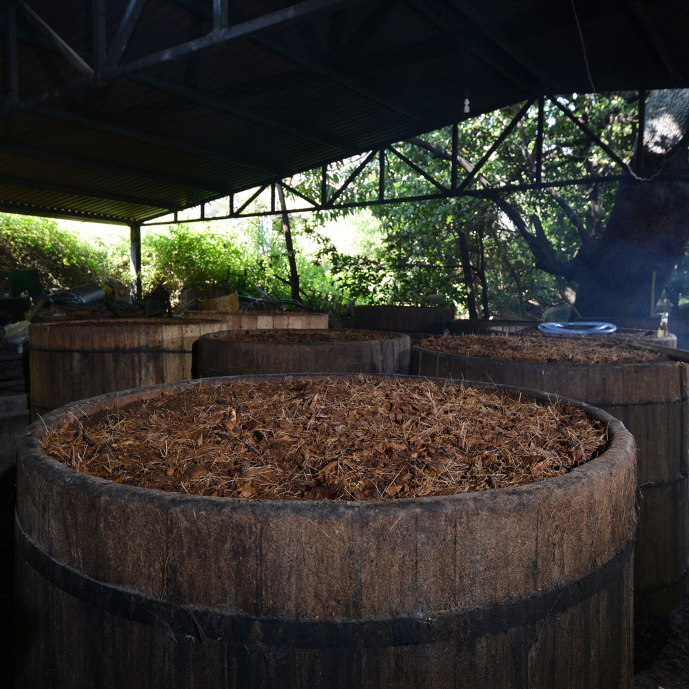Several large, open-topped wooden fermentation vats are filled with fibrous, brown material, likely cooked agave. The vats are situated under a shaded structure with glimpses of lush green vegetation visible in the background.