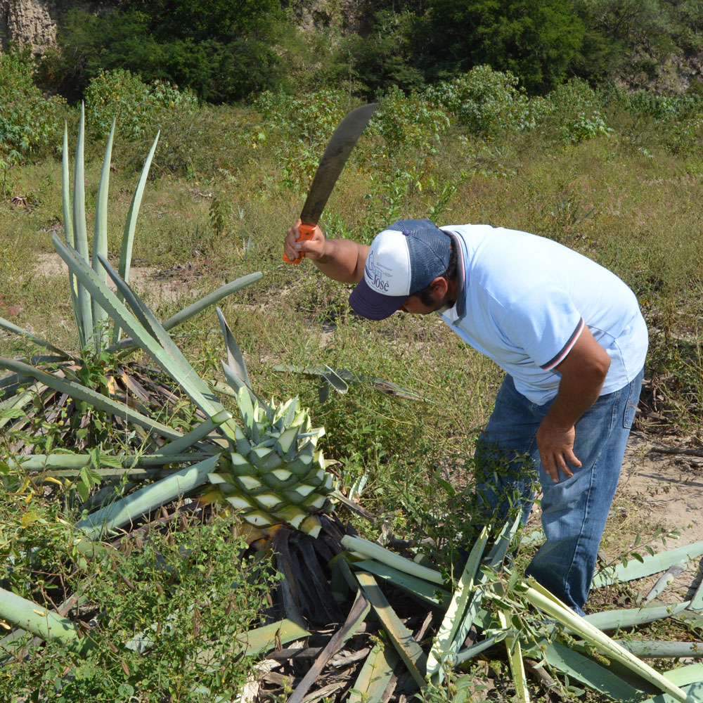 A person wearing a white t-shirt, blue jeans, and a baseball cap is using a large machete to harvest the leaves from a mature agave plant in a field. The person is bending over the plant, holding the machete high above to strike downwards. Several severed agave leaves lie on the ground around the base of the plant.