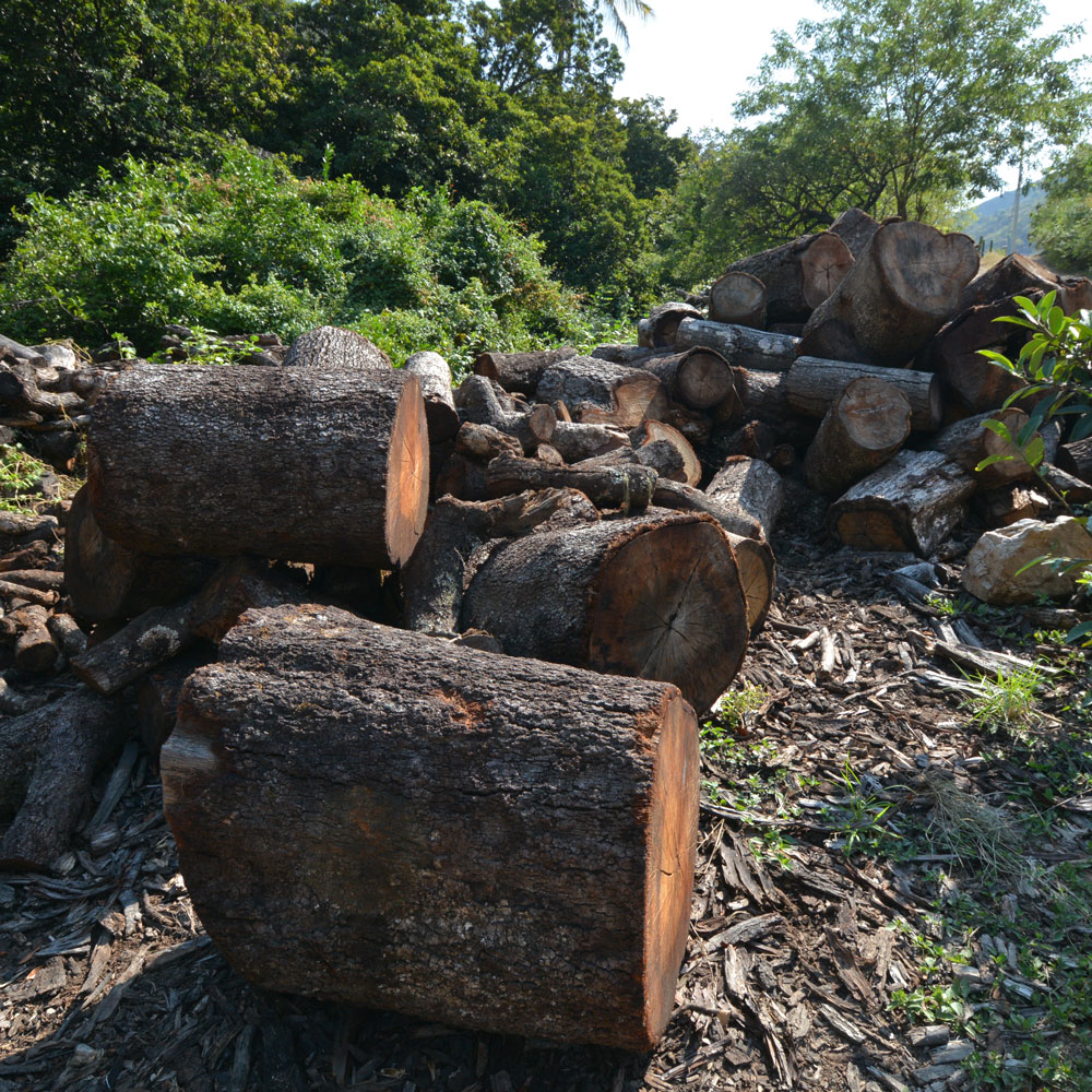 A disorganized pile of roughly cut logs, appearing to be mezquite wood due to their dark brown color and texture, lies scattered on the ground amidst dry leaves and sparse vegetation, potentially intended for use in Mezcal processing. In the background, a lush green forest canopy is visible. Sunlight illuminates parts of the logs and the foreground.
