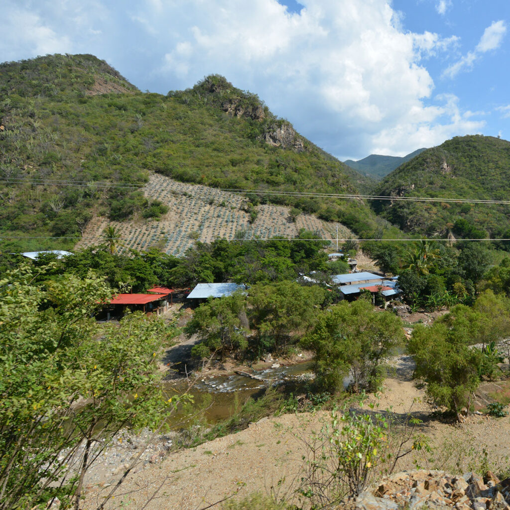 A panoramic view of agave fields on the slopes of the Sierra Mountains, with tin-roof homes nestled among trees and a river running through the valley.
